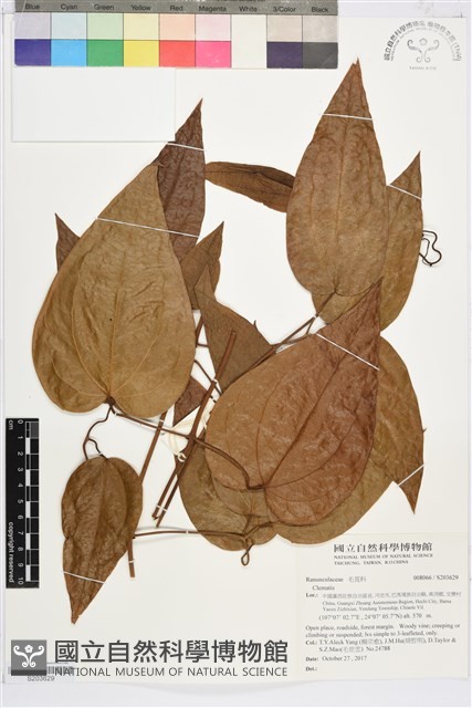登錄號:S203629藏品圖，第1張