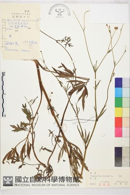 匍枝毛茛藏品圖，第1張