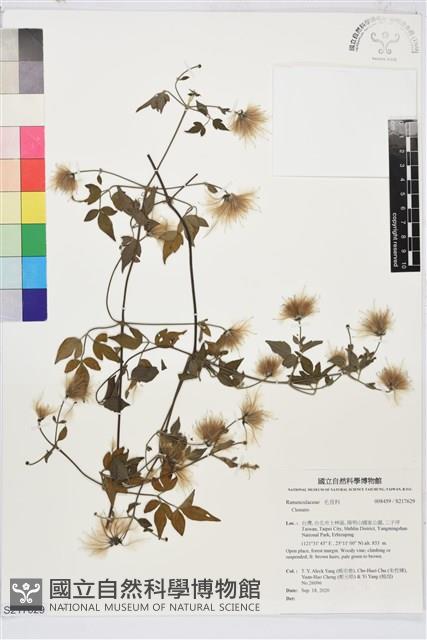 勝任鐵線蓮藏品圖，第1張