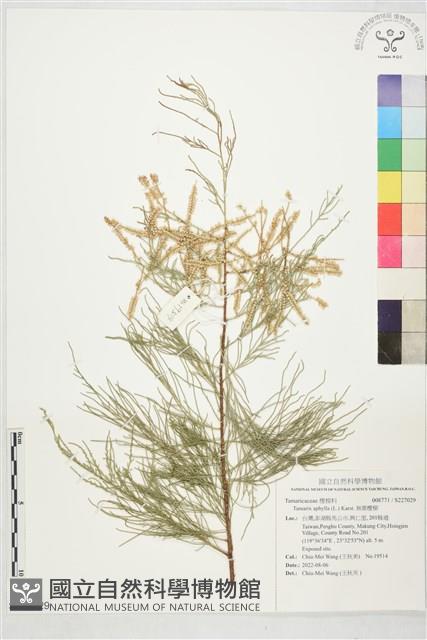 無葉檉柳藏品圖，第1張