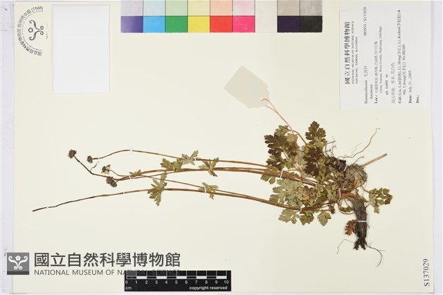 登錄號:S137029藏品圖，第1張
