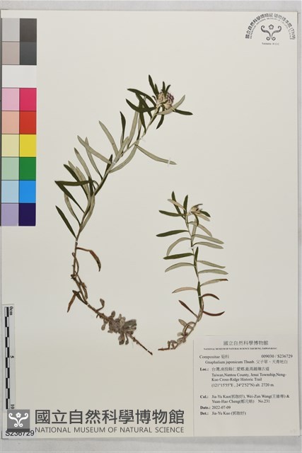 父子草、天青地白藏品圖，第1張