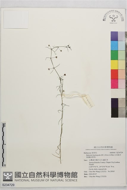 白花蛇舌草(擬定經草)　藏品圖，第1張