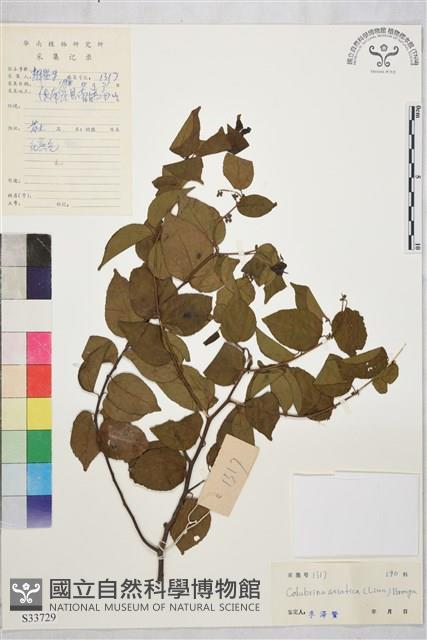 亞洲濱棗藏品圖，第2張