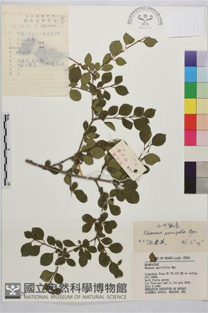 小葉鼠李藏品圖，第1張