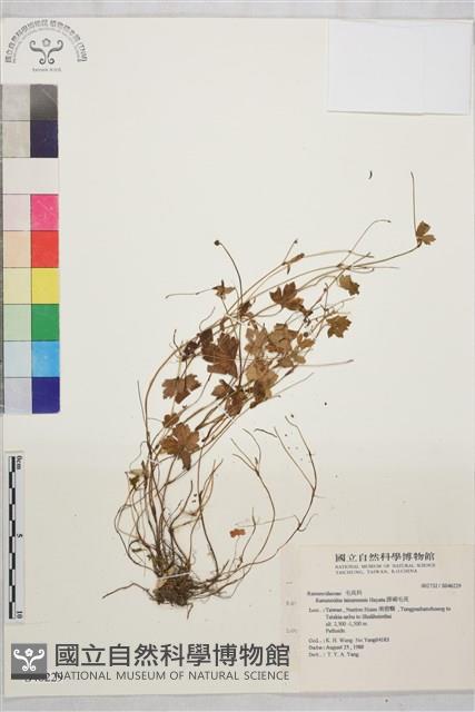 鹿場毛茛藏品圖，第1張