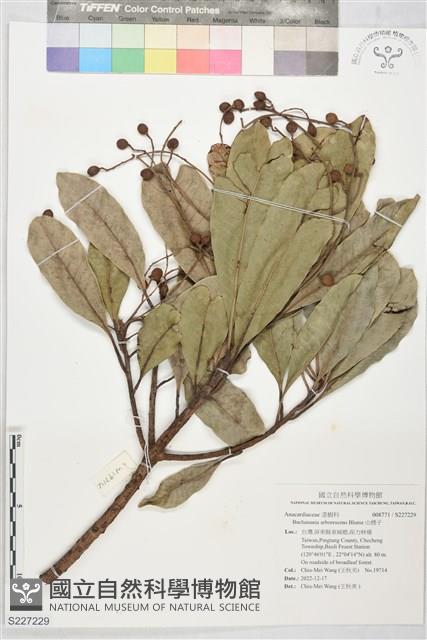 山檨子藏品圖，第1張