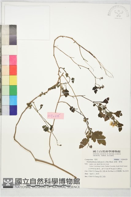 油菊、野菊藏品圖，第1張