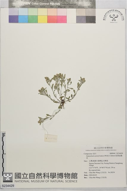匙葉鼠麴草藏品圖，第1張