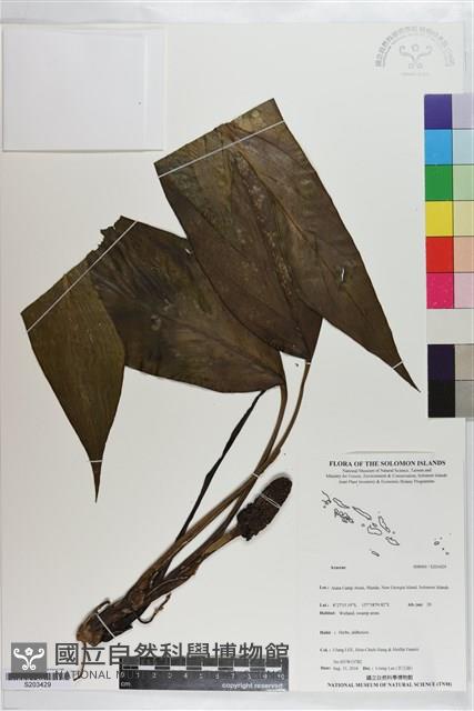 登錄號:S203429藏品圖，第1張