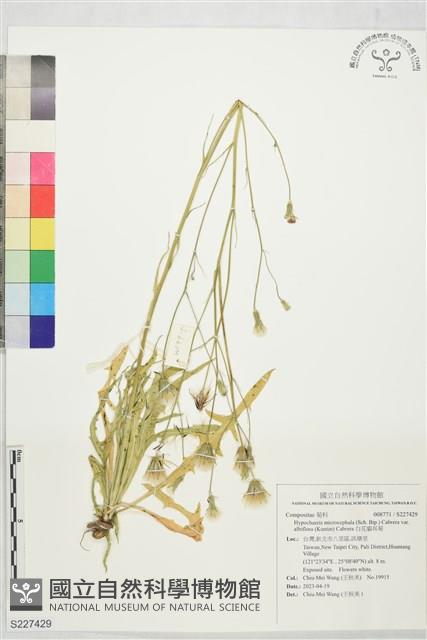 白花貓耳菊藏品圖，第1張