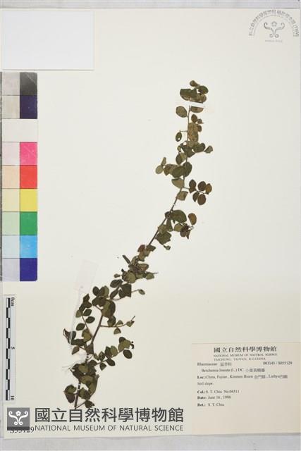 小葉黃鱔藤藏品圖，第2張