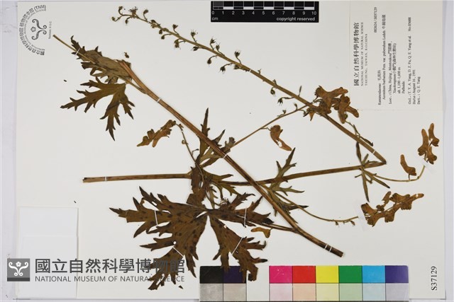 牛扁烏頭藏品圖，第1張