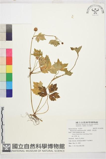 水辣菜、禺毛茛藏品圖，第1張