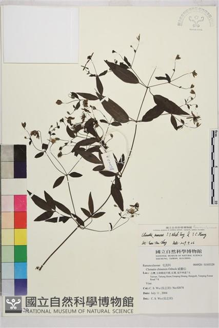 田村氏鐵線蓮藏品圖，第1張