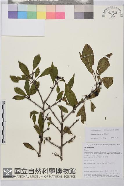 刺鼠李藏品圖，第1張