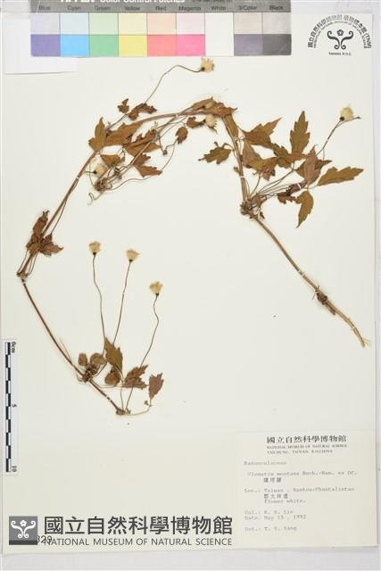 繡球藤藏品圖，第1張