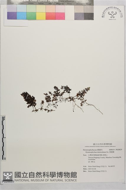厚壁蕨藏品圖，第1張