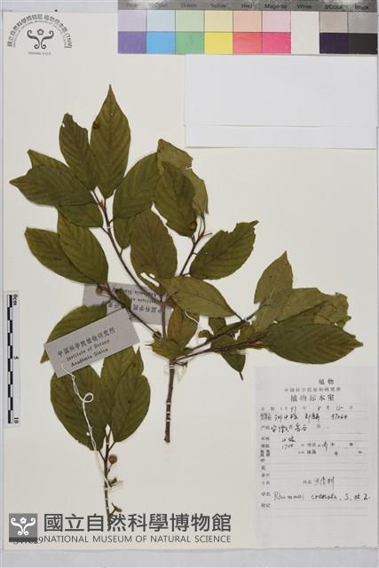 鈍齒鼠李藏品圖，第2張