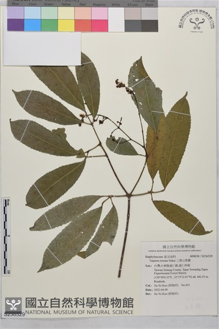 三葉山香圓藏品圖，第1張