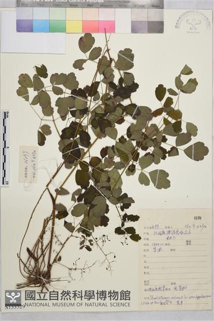 東亞唐松草藏品圖，第1張