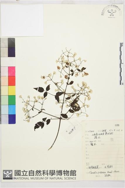 鈍萼鐵線蓮藏品圖，第1張