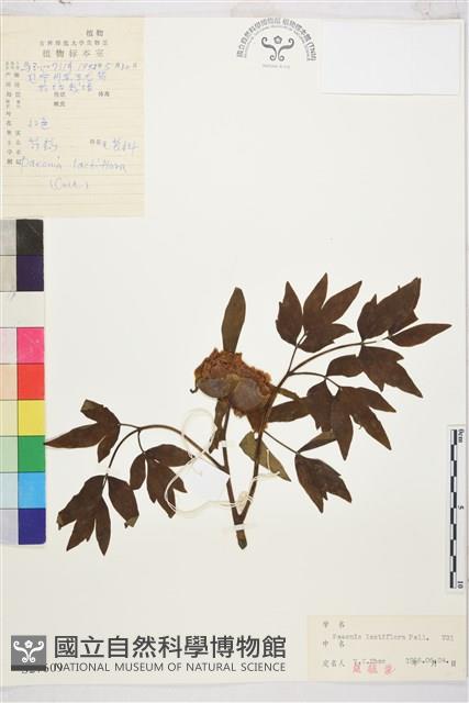 芍藥藏品圖，第1張