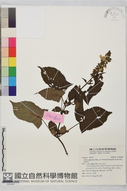 黃花鼠尾草藏品圖，第1張