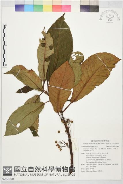 水冬瓜藏品圖，第1張