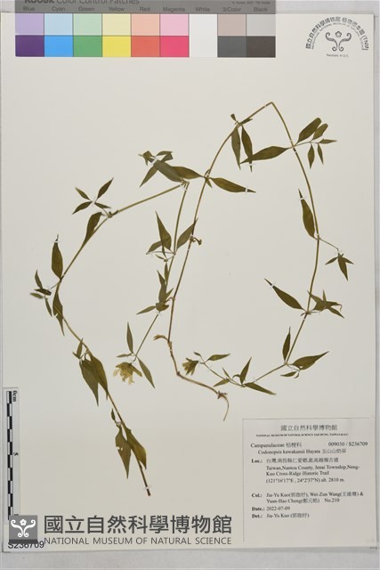 玉山山奶草藏品圖，第1張