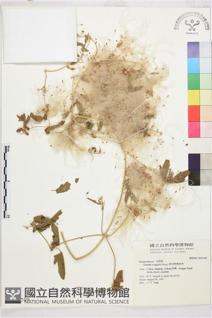 准葛爾鐵線蓮藏品圖，第1張