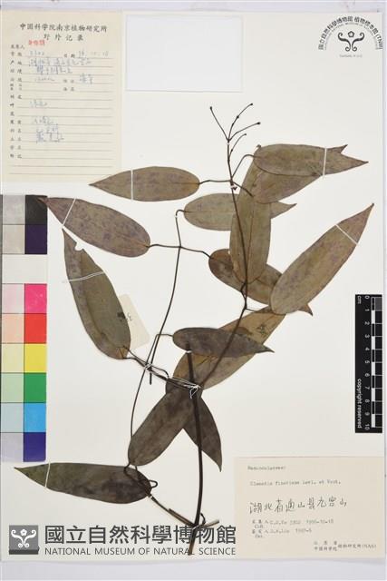 山木通藏品圖，第1張