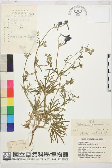 大花飛燕草藏品圖，第1張