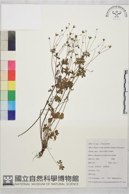 天葵藏品圖，第1張