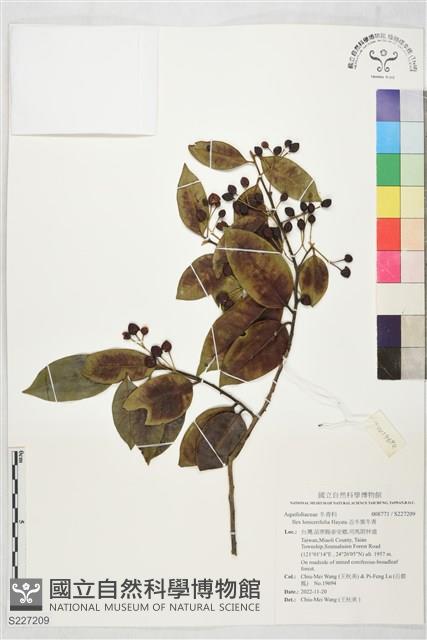 忍冬葉冬青藏品圖，第1張