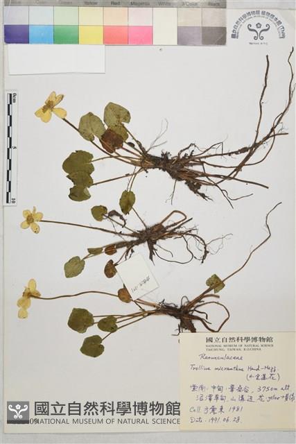 小金蓮花藏品圖，第1張