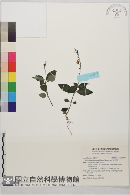 針刺草藏品圖，第1張