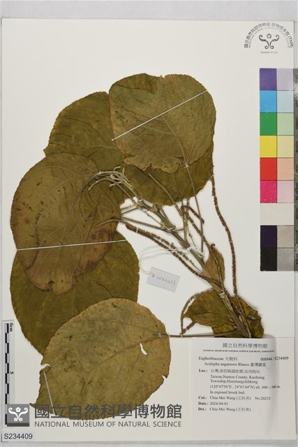 臺灣鐵莧藏品圖，第1張