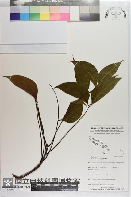 大葉桃花心木藏品圖，第1張