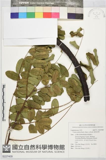 節果決明藏品圖，第1張