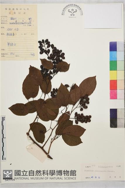 雲南勾兒茶藏品圖，第1張