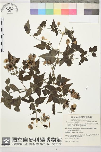 巴氏鐵線蓮藏品圖，第2張