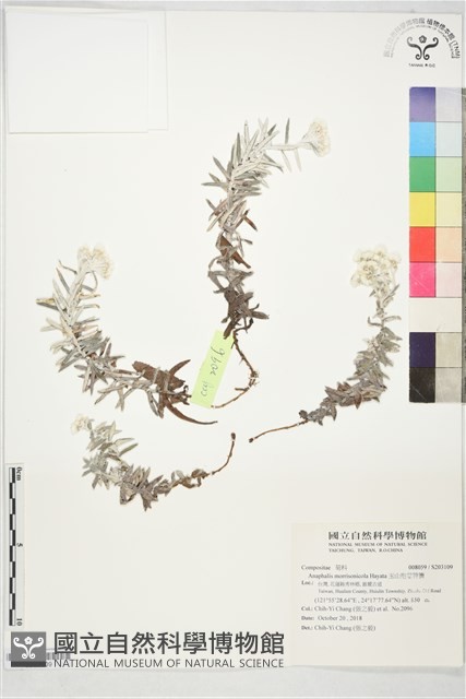 玉山抱莖籟簫藏品圖，第1張