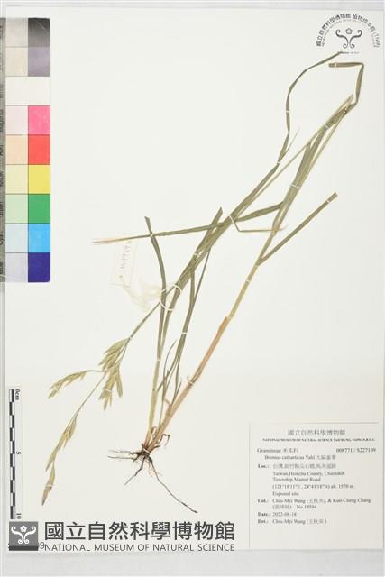 大扁雀麥藏品圖，第1張