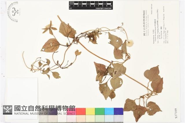 屏東鐵線蓮藏品圖，第2張