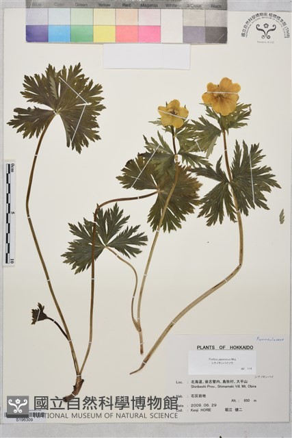 長白金蓮花藏品圖，第1張