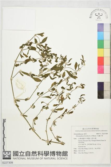 毛蓮子草藏品圖，第1張