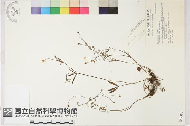 扇葉毛茛藏品圖，第1張