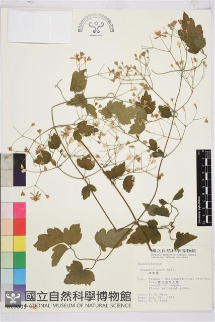 串鼻龍藏品圖，第2張