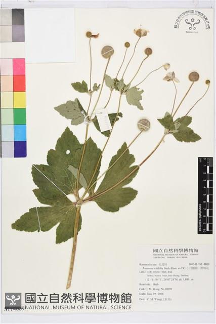 小白頭翁、野棉花藏品圖，第1張